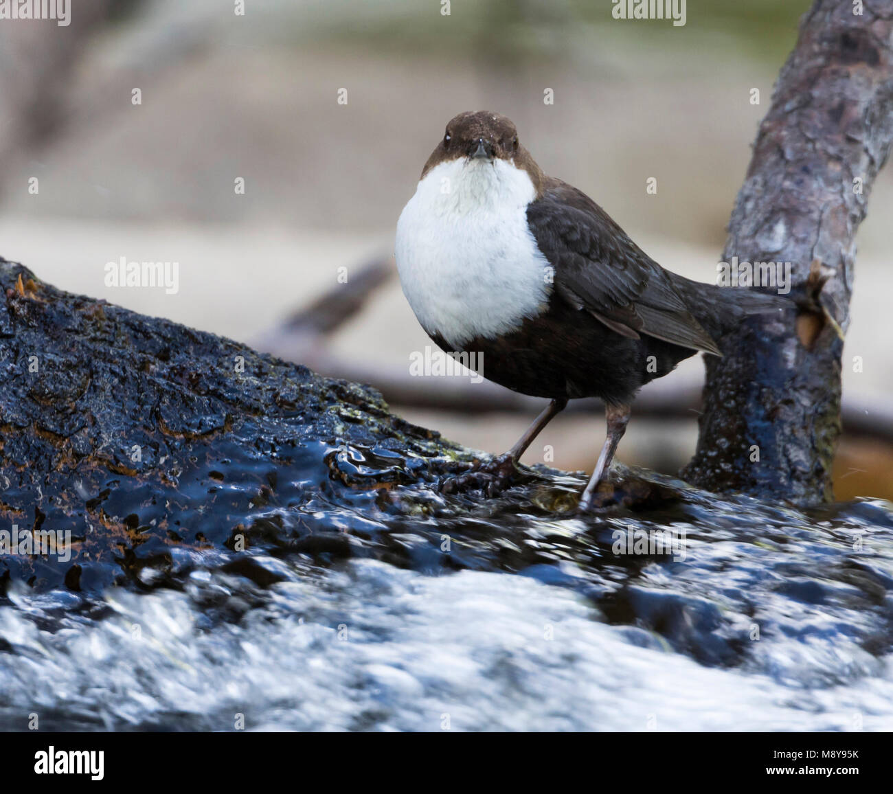 Zwartbuikwaterspreeuw; Rospo bilanciere Foto Stock