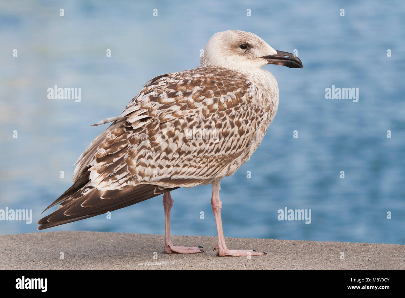 Grote Mantelmeeuw; grande nero-backed Gull; Larus marinus, Germania, 1 W Foto Stock