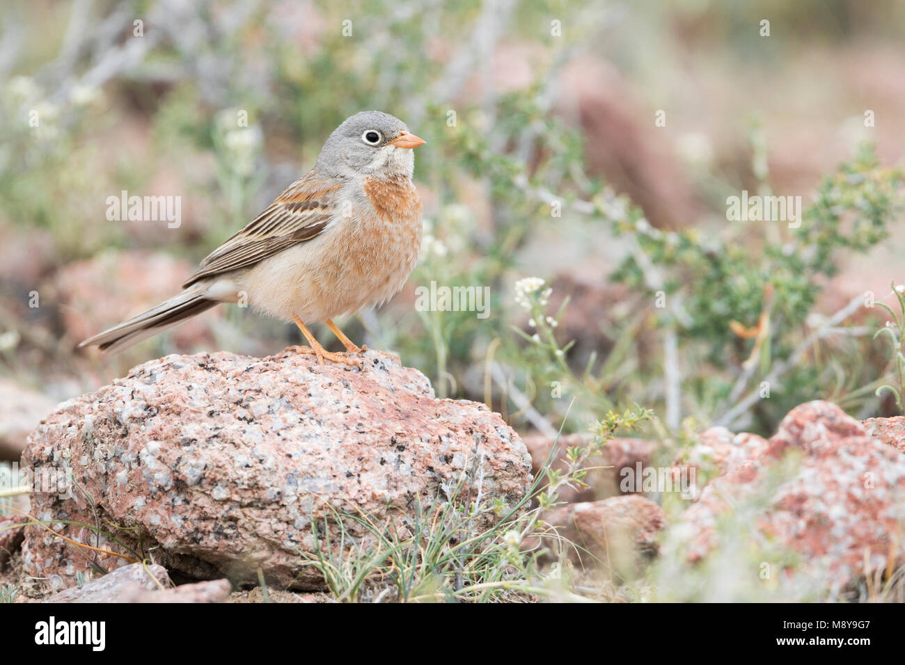 Grigio a collo di Bunting - Steinortolan - Emberiza buchanani, Kirghizistan, maschio adulto Foto Stock