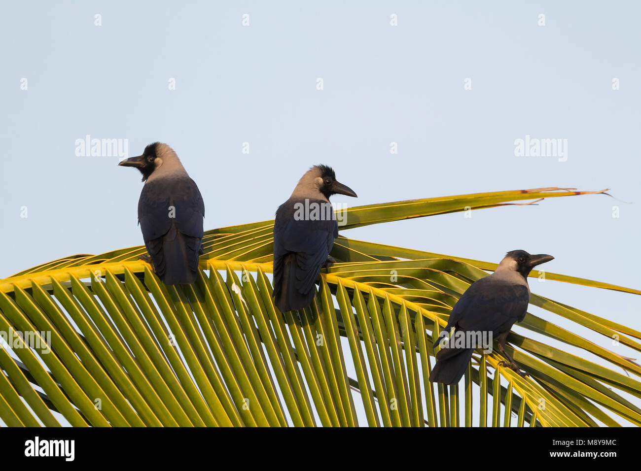 Casa Crow - Glanzkrähe - Corvus splendens, Oman Foto Stock