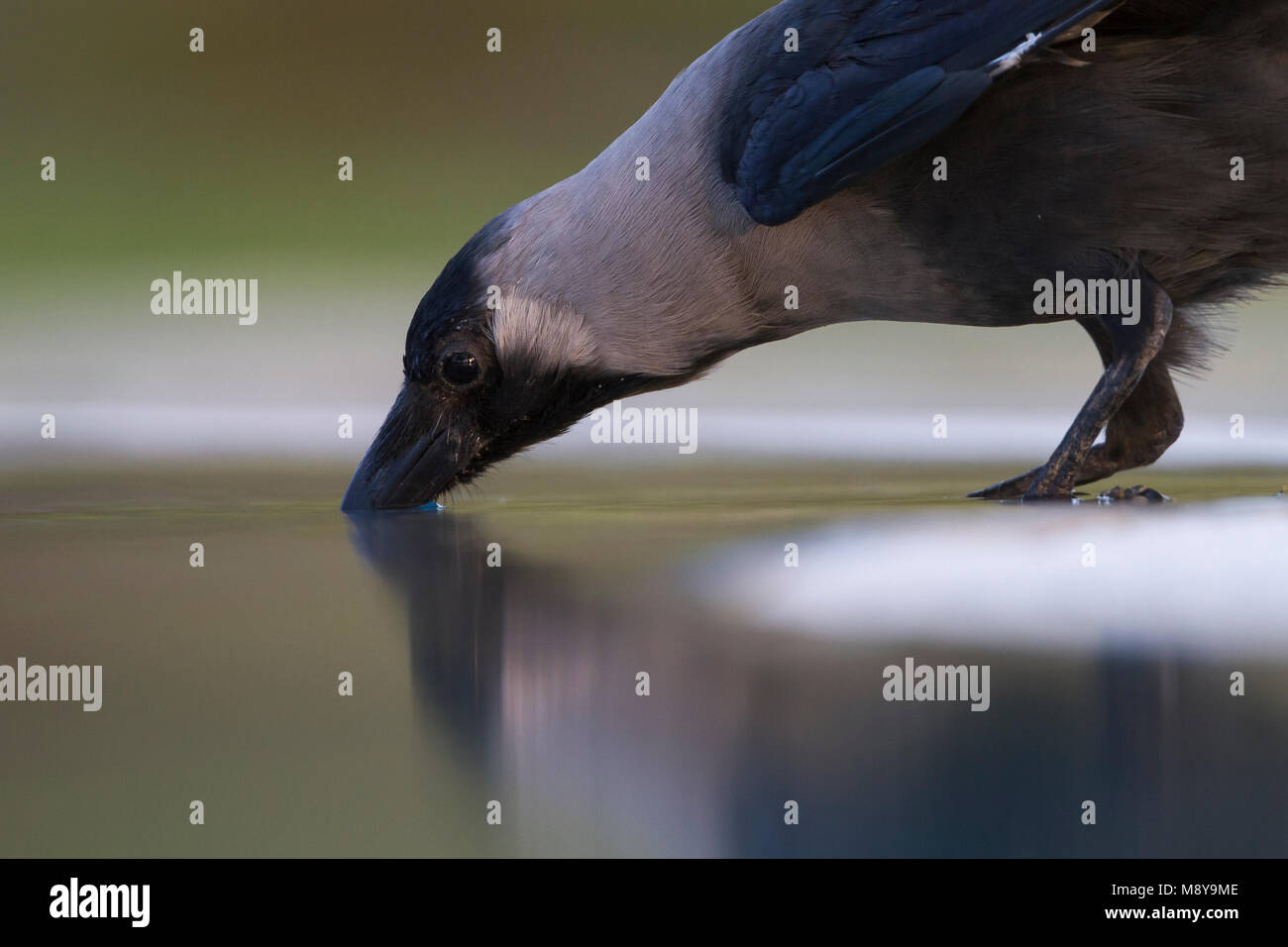 Casa Crow - Glanzkrähe - Corvus splendens, Oman Foto Stock