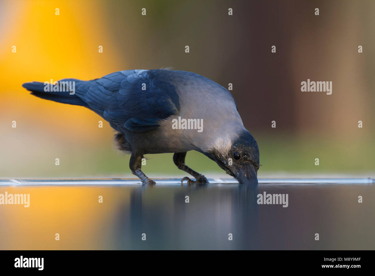 Casa Crow - Glanzkrähe - Corvus splendens, Oman Foto Stock