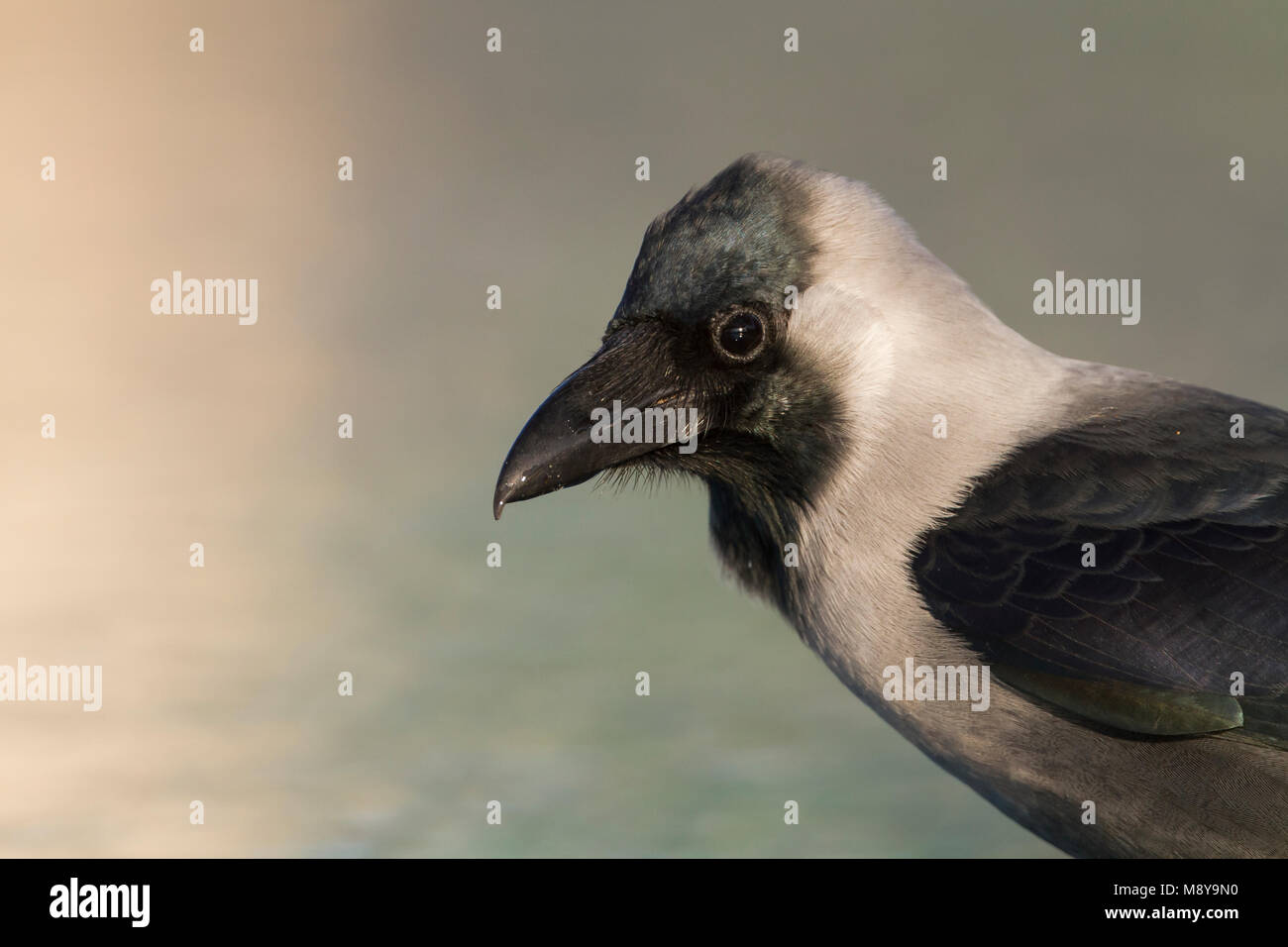 Casa Crow - Glanzkrähe - Corvus splendens, Oman Foto Stock