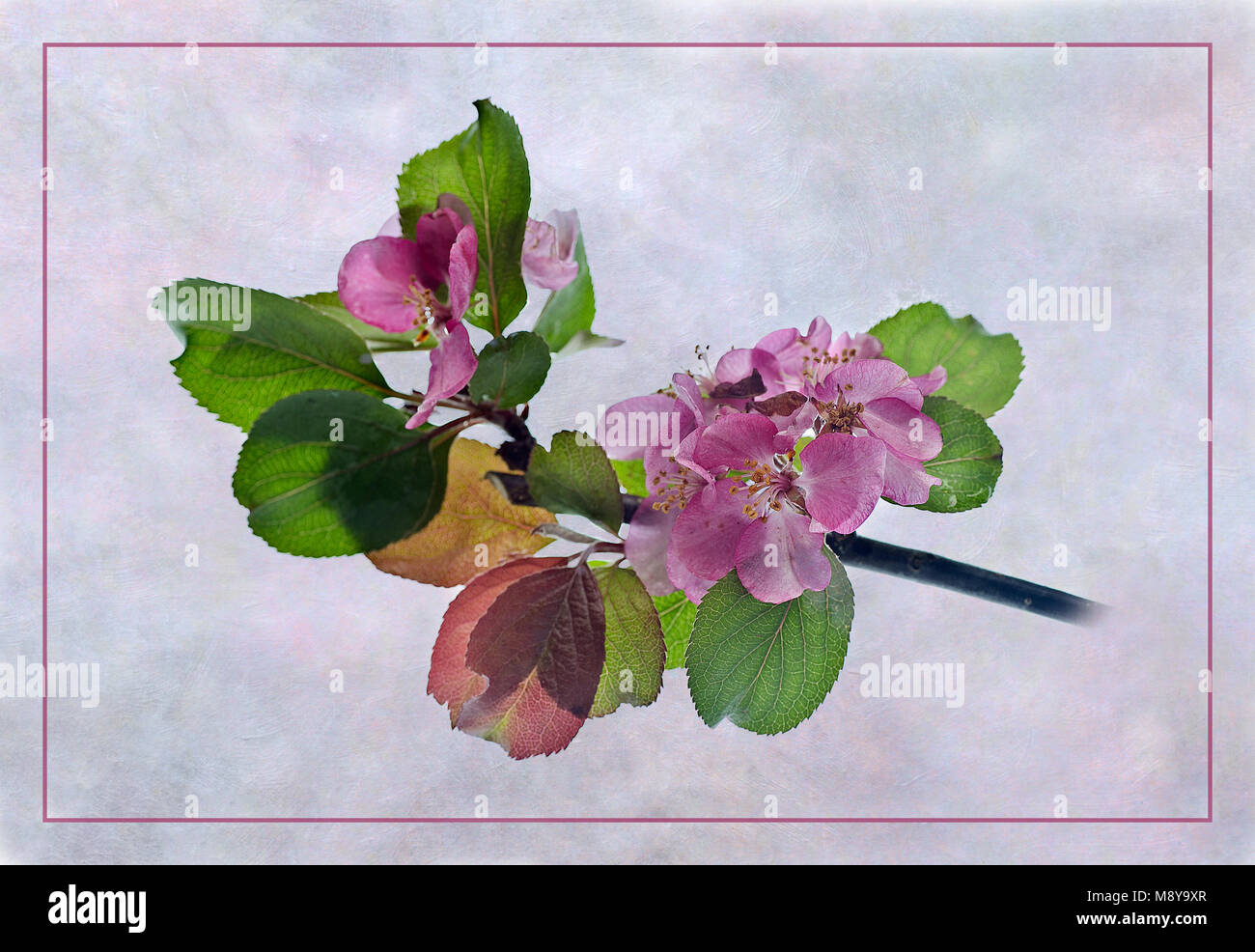 Pink Apple Blossom Primavera Foto Stock