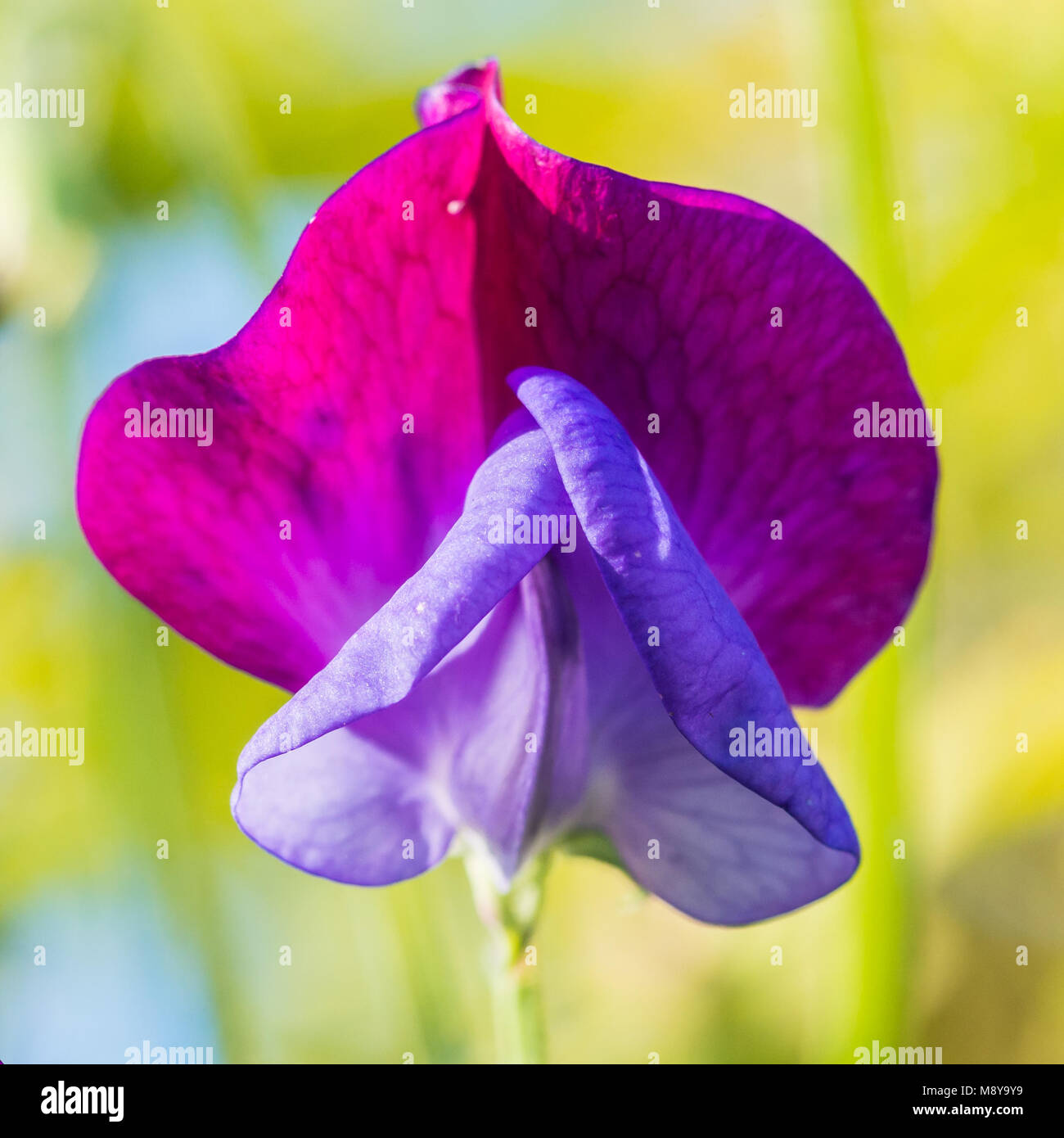 Una ripresa macro di un multicolore pisello dolce bloom. Foto Stock