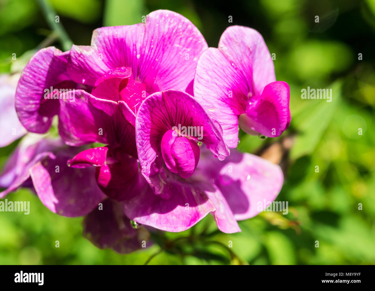 Una ripresa macro di un color magenta pisello dolce bloom. Foto Stock