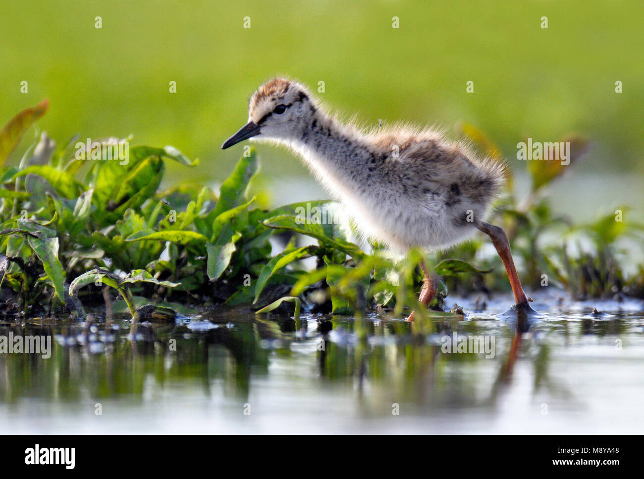 Tureluur pul foerageert in een opzettelijk blank gezet weiland (plas DRA); Comune Redshank chick in un invaso prato. Foto Stock