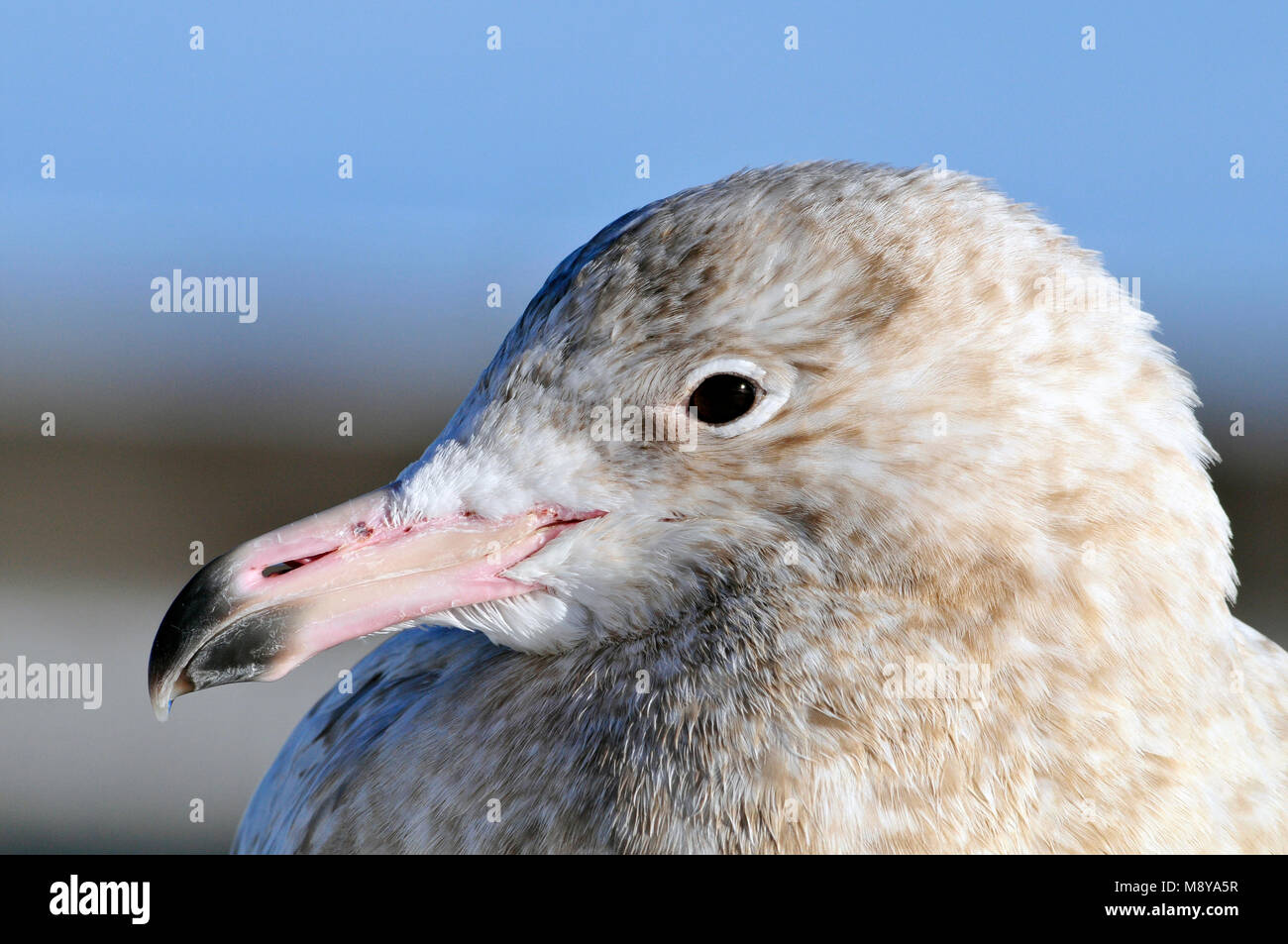 Grote Burgemeester kop close-up; Glaucous Gull testa close-up Foto Stock