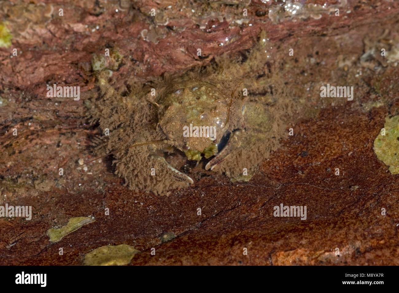 Ampio artigliato granchio porcellana (Porcellana platycheles) Foto Stock