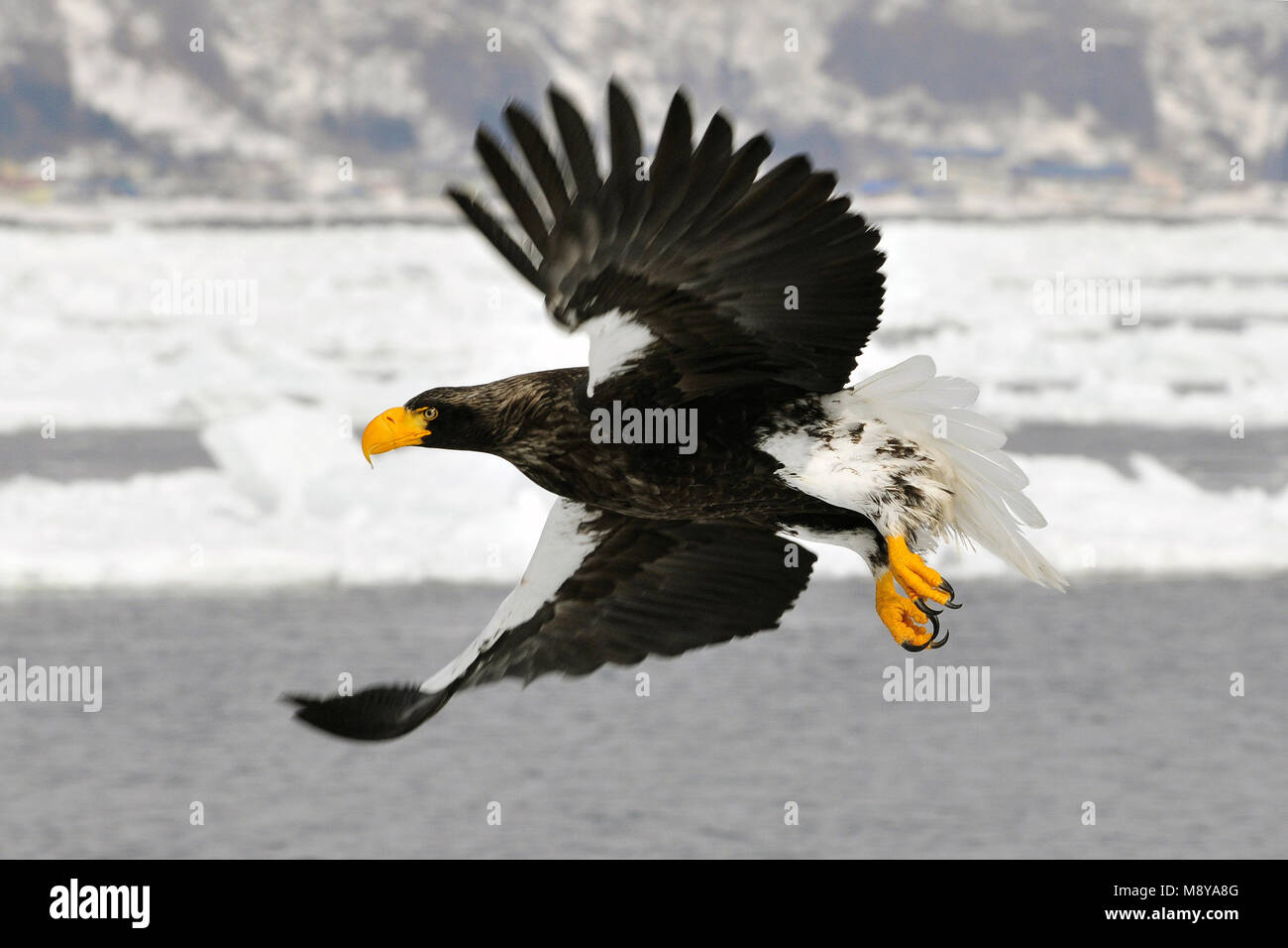 Steller's Sea-Eagle durante l'inverno in Hokkaido, Giappone Foto Stock