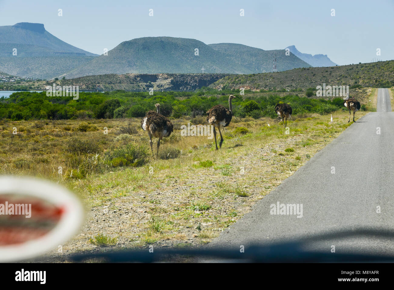 South African ostrichs (Struthio camelus australis) visto attraverso un parabrezza di automobile dal lato di una strada in Sud Africa Foto Stock