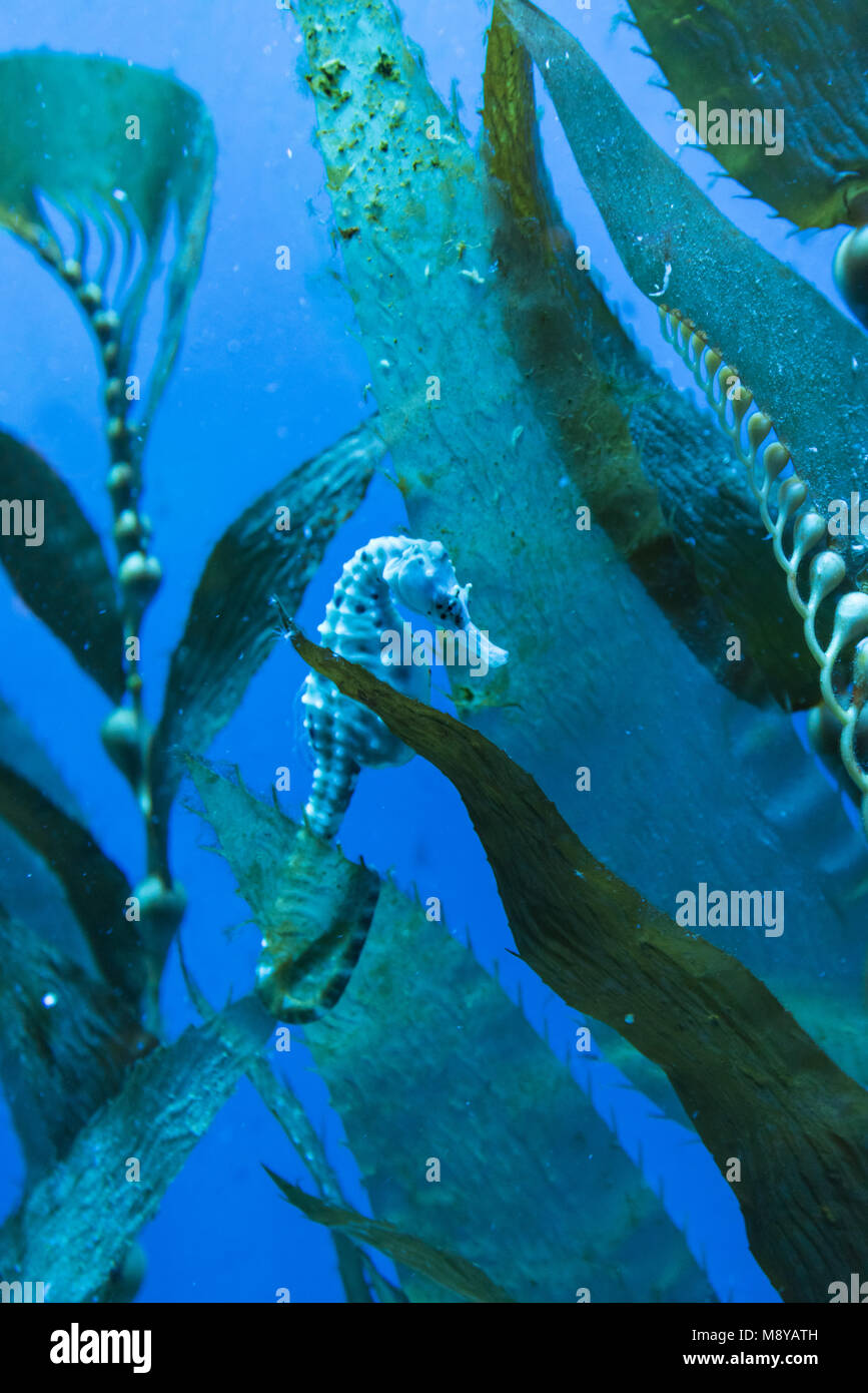 Genova, Italia - il famoso Acquario di Genova e la regione Liguria. È il più grande acquario in Italia e tra le più grandi in Europa. Foto Stock