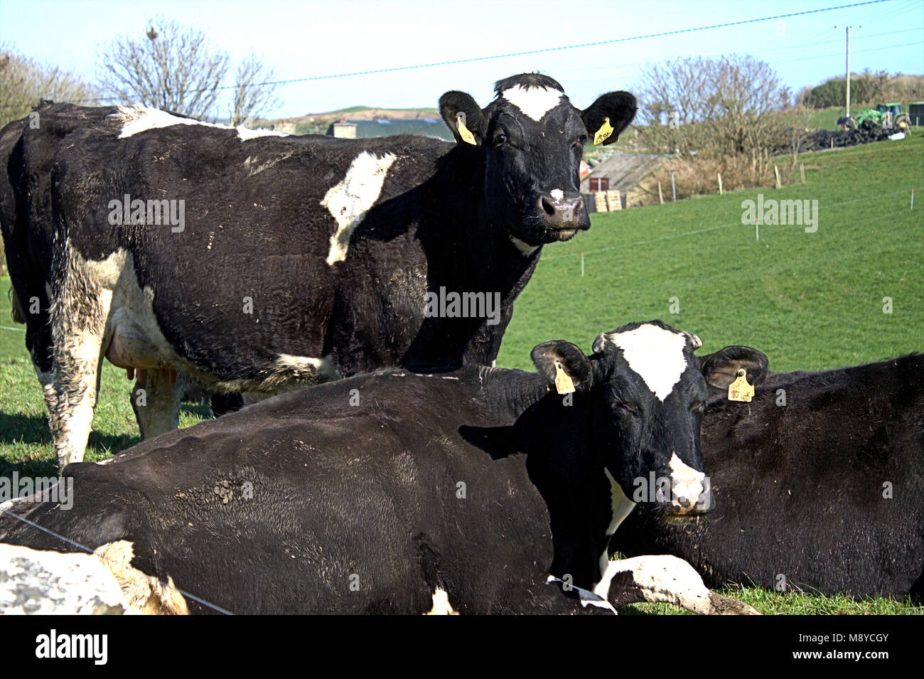 Mandria di mucche frisone con marchi auricolari su pascoli freschi, primo giorno al di fuori della loro capannoni . West Cork, Irlanda Foto Stock