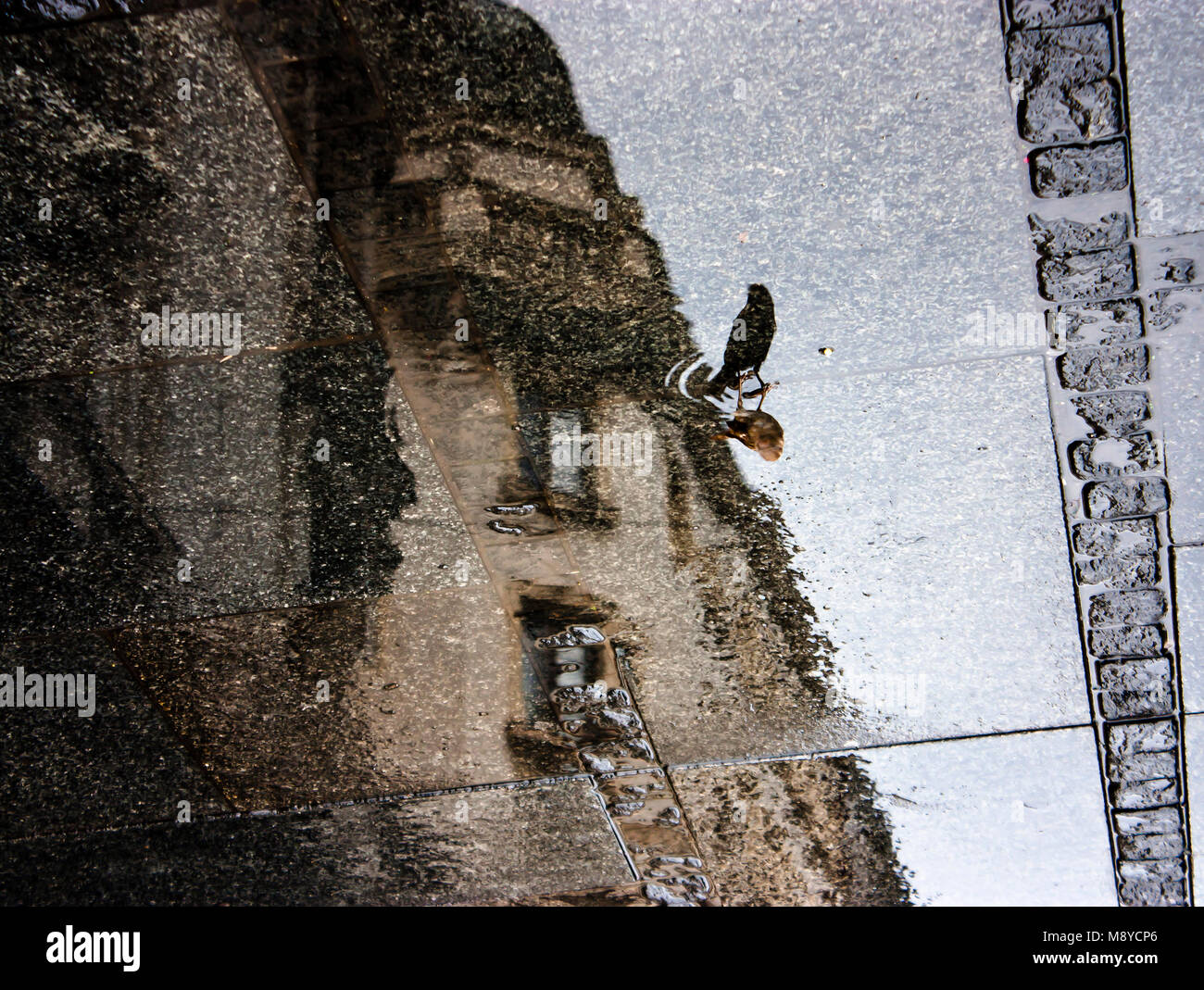 Sfocata riflessione ombra di un passero e una città in un giorno di pioggia il marciapiede Foto Stock