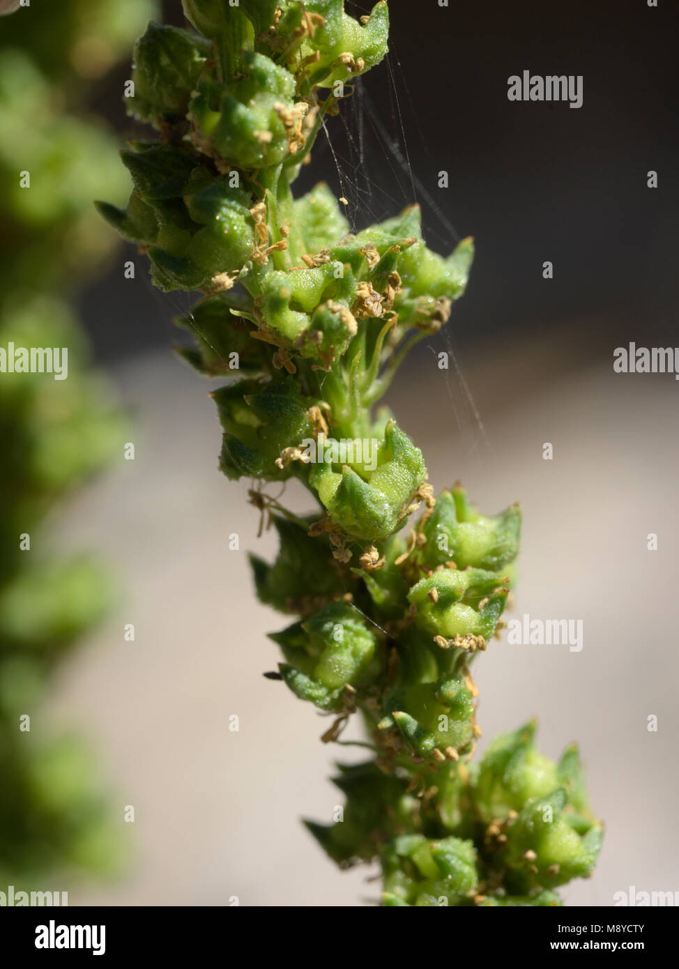 Saldare, Reseda luteola frutti Foto Stock