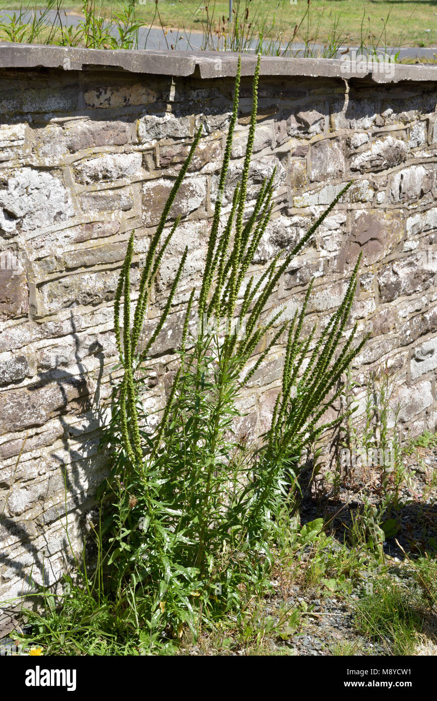 Saldare, Reseda luteola crescente da un muro di pietra Foto Stock
