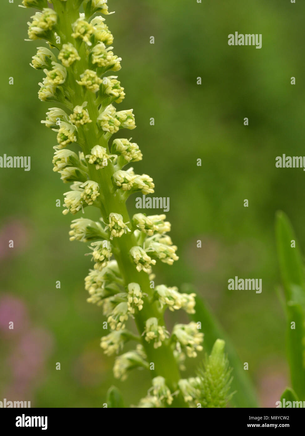 Saldare, Reseda luteola Foto Stock