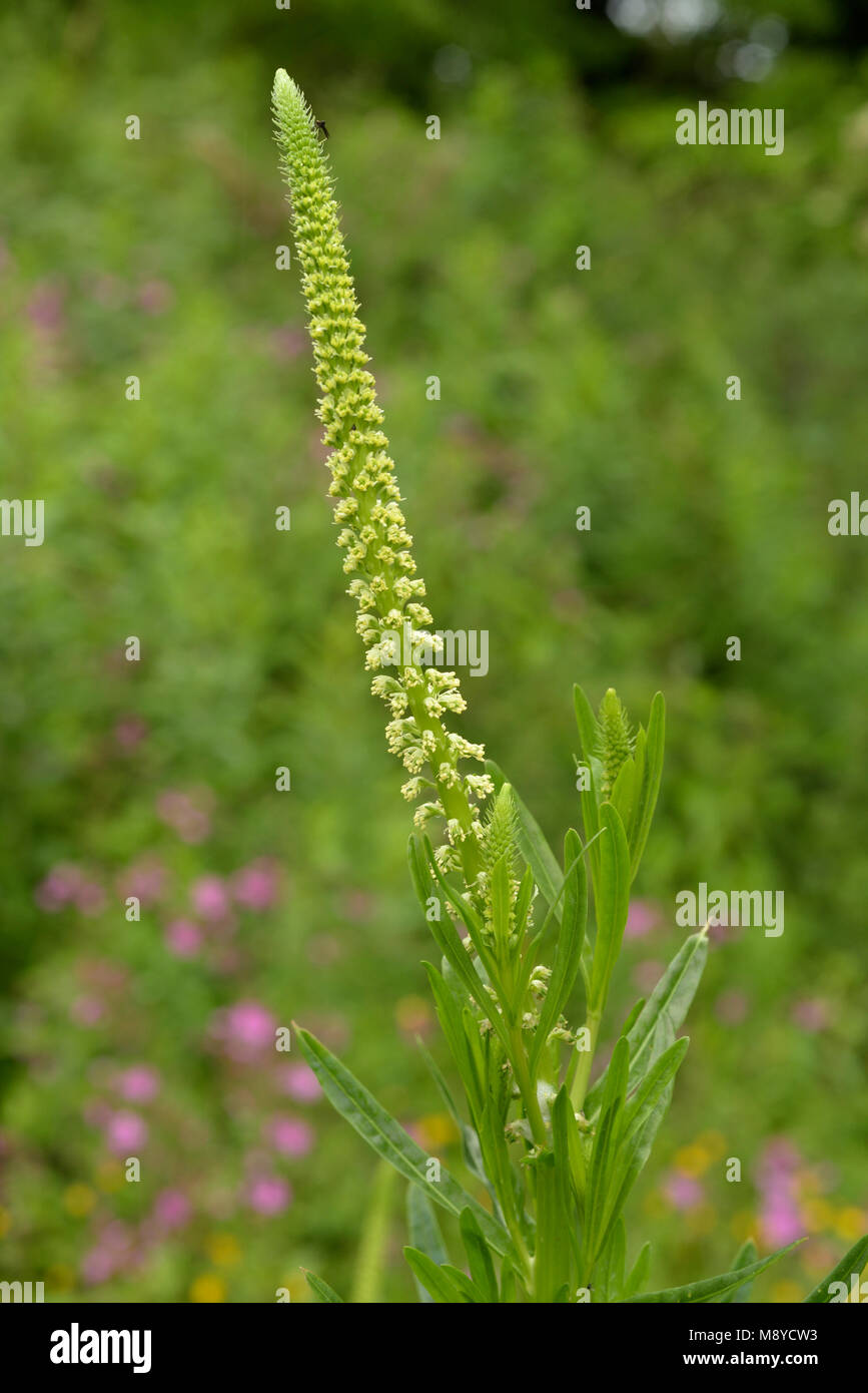 Saldare, Reseda luteola Flower Spike Foto Stock