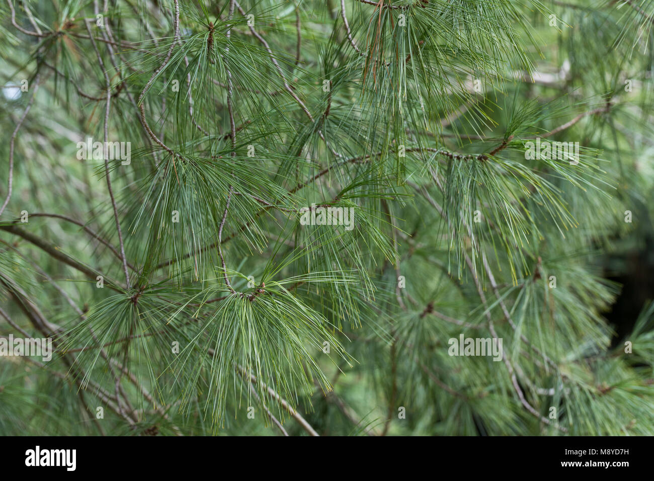 Weymouthkiefer, Weymouth-Kiefer, Weymouthskiefer, Weymouths-Kiefer, strobo, Pinus strobus, orientale pino bianco, nord di pino bianco, pino bianco, Weymou Foto Stock