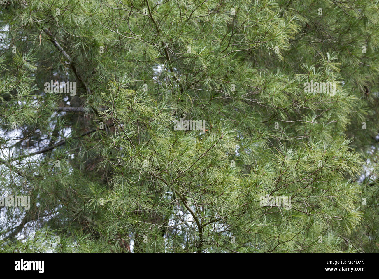 Weymouthkiefer, Weymouth-Kiefer, Weymouthskiefer, Weymouths-Kiefer, strobo, Pinus strobus, orientale pino bianco, nord di pino bianco, pino bianco, Weymou Foto Stock