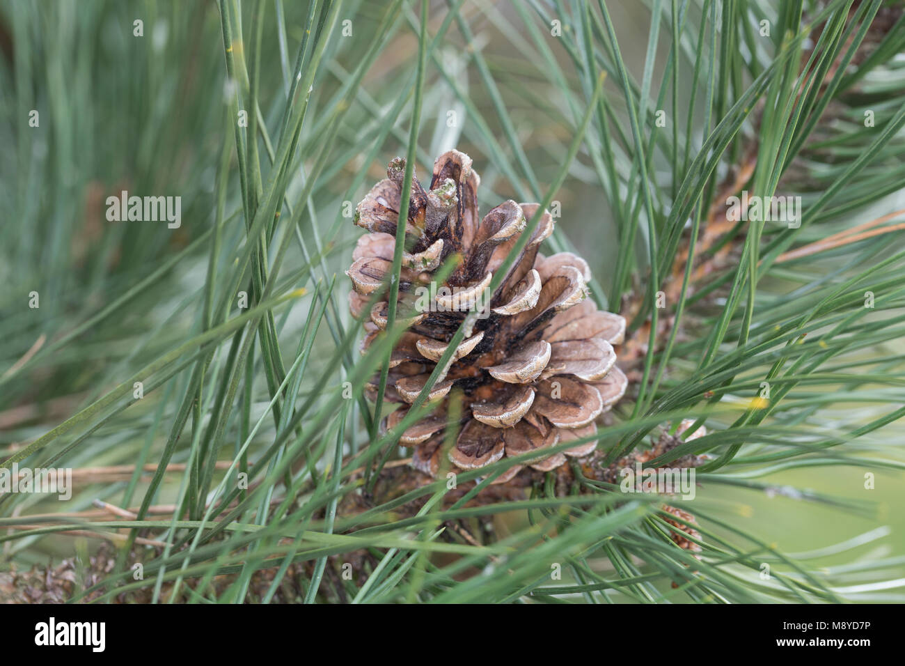 Schwarz-Kiefer, Schwarzkiefer, Schwarzföhre, Kiefer, Zapfen, Kiefernzapfen, Pinus nigra, pinus austriaca, pini neri, pino austriaco, il cono, coni, Le P Foto Stock