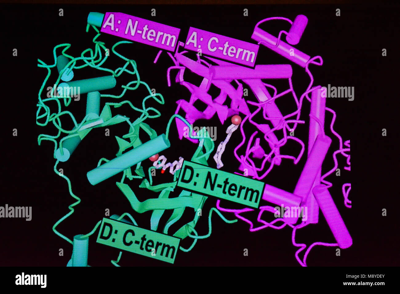 Un modello strutturale di una molecola di proteina. Modellazione 3D di macromolecole. Foto Stock