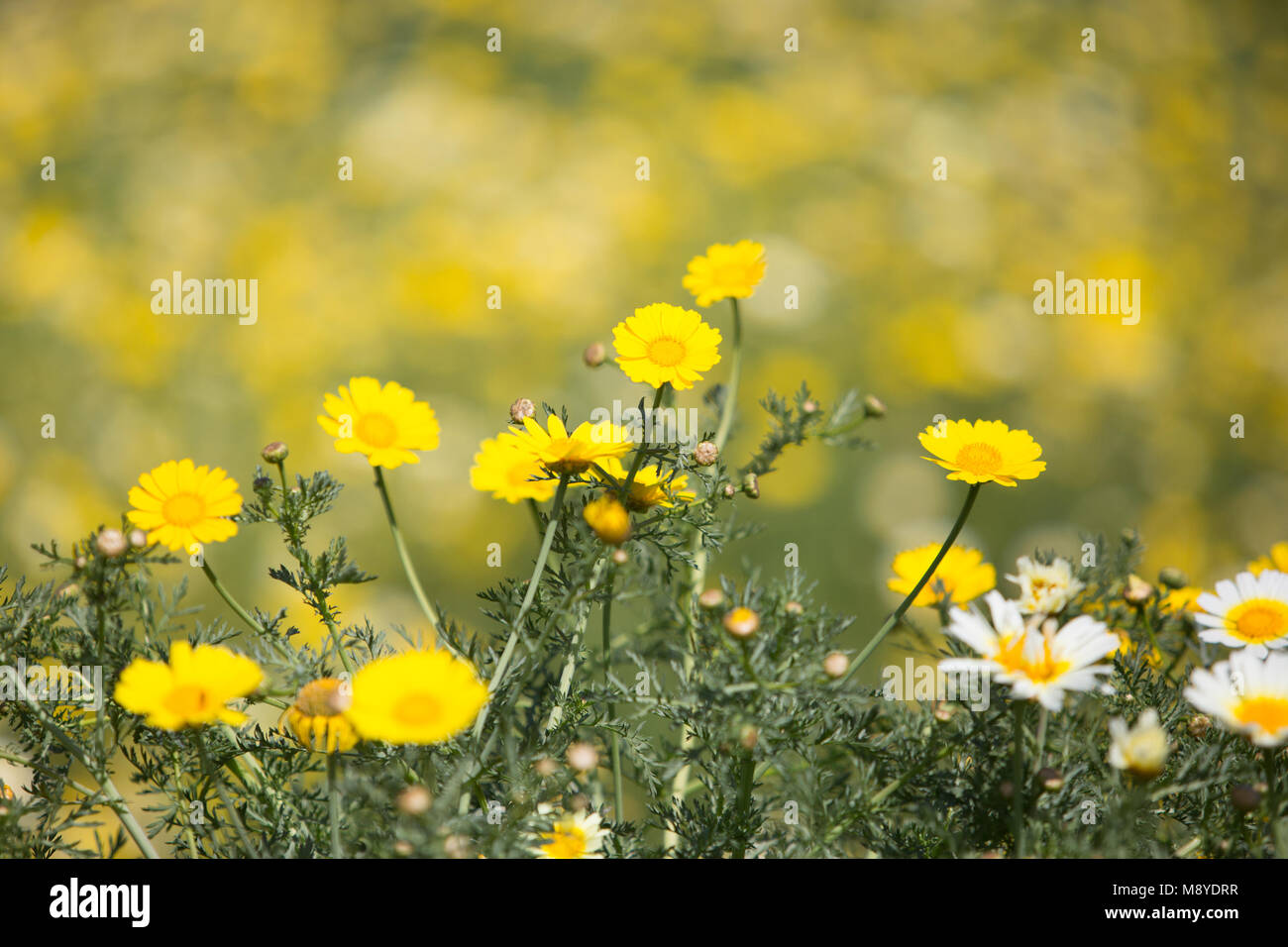 Giallo e Bianco daisy selvaggio fiore con blur blackground, può utilizzare come sfondo Foto Stock