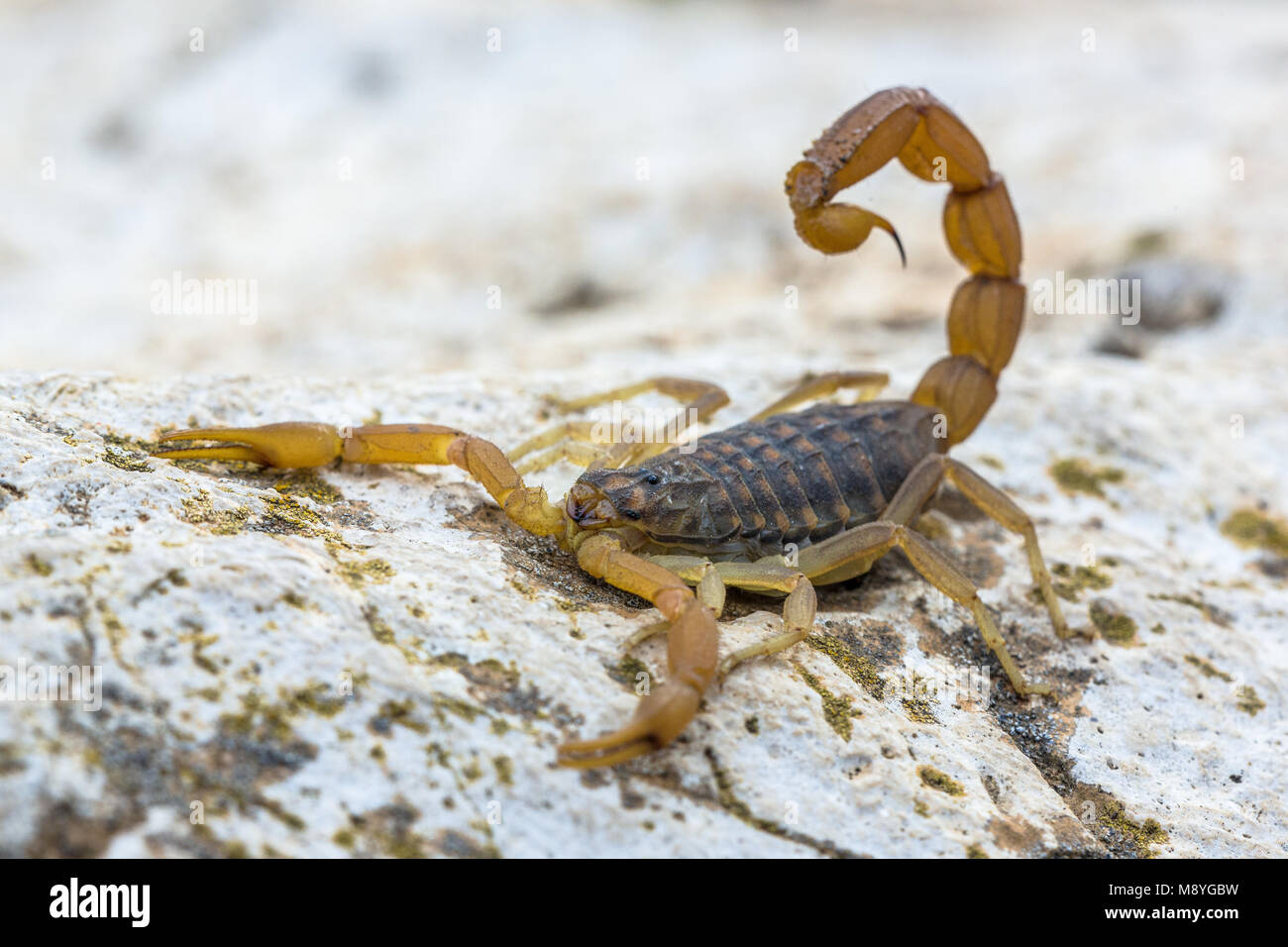 Comune di scorpione giallo (Buthus occitanus) in modalità difensiva contro threaths Foto Stock
