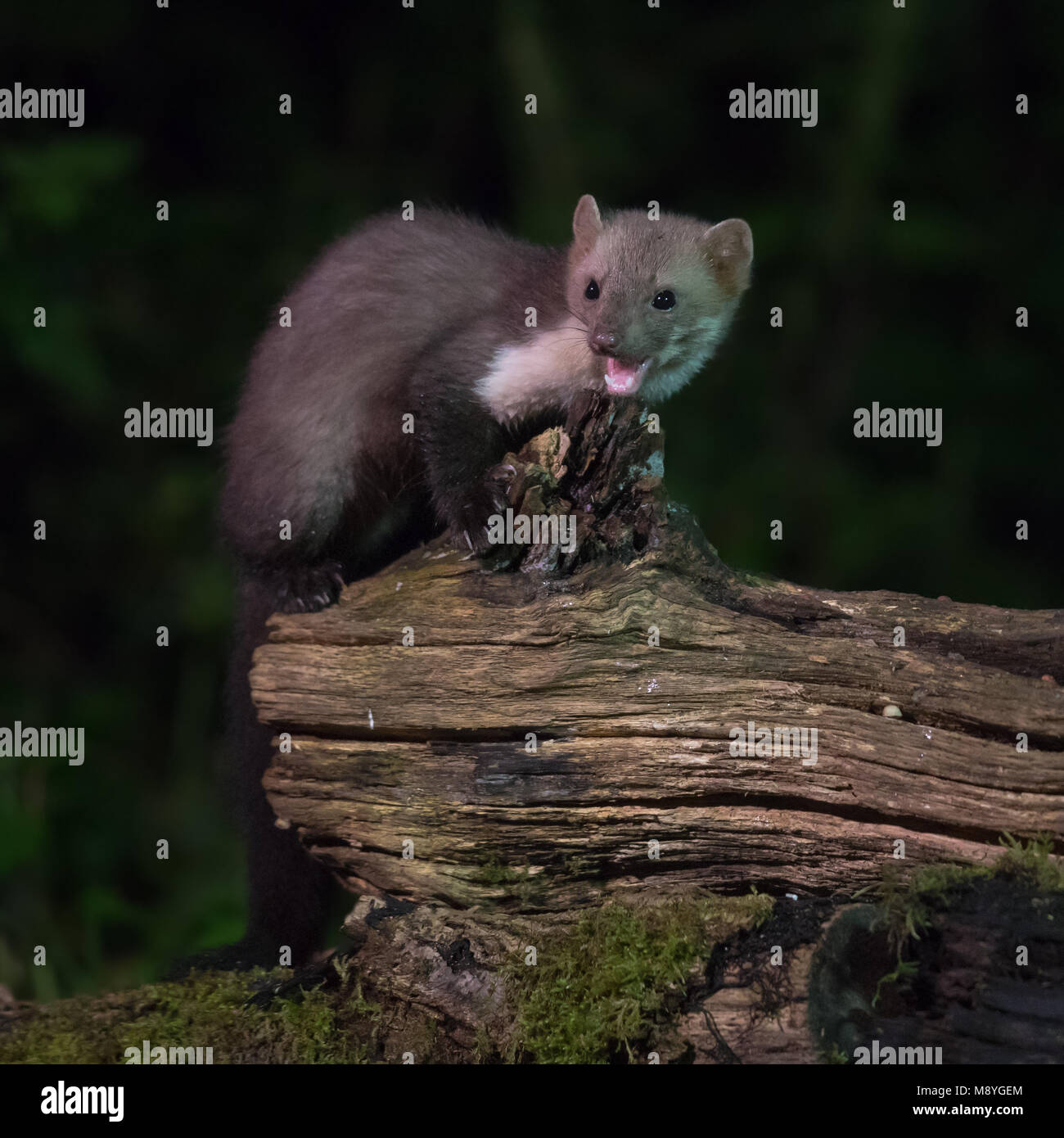 Sfuggente Wild faina (Martes foina) sul log in habitat naturale di notte. Questo piccolo predatore notturno è indispensabile per l'equilibrio ecologico Foto Stock