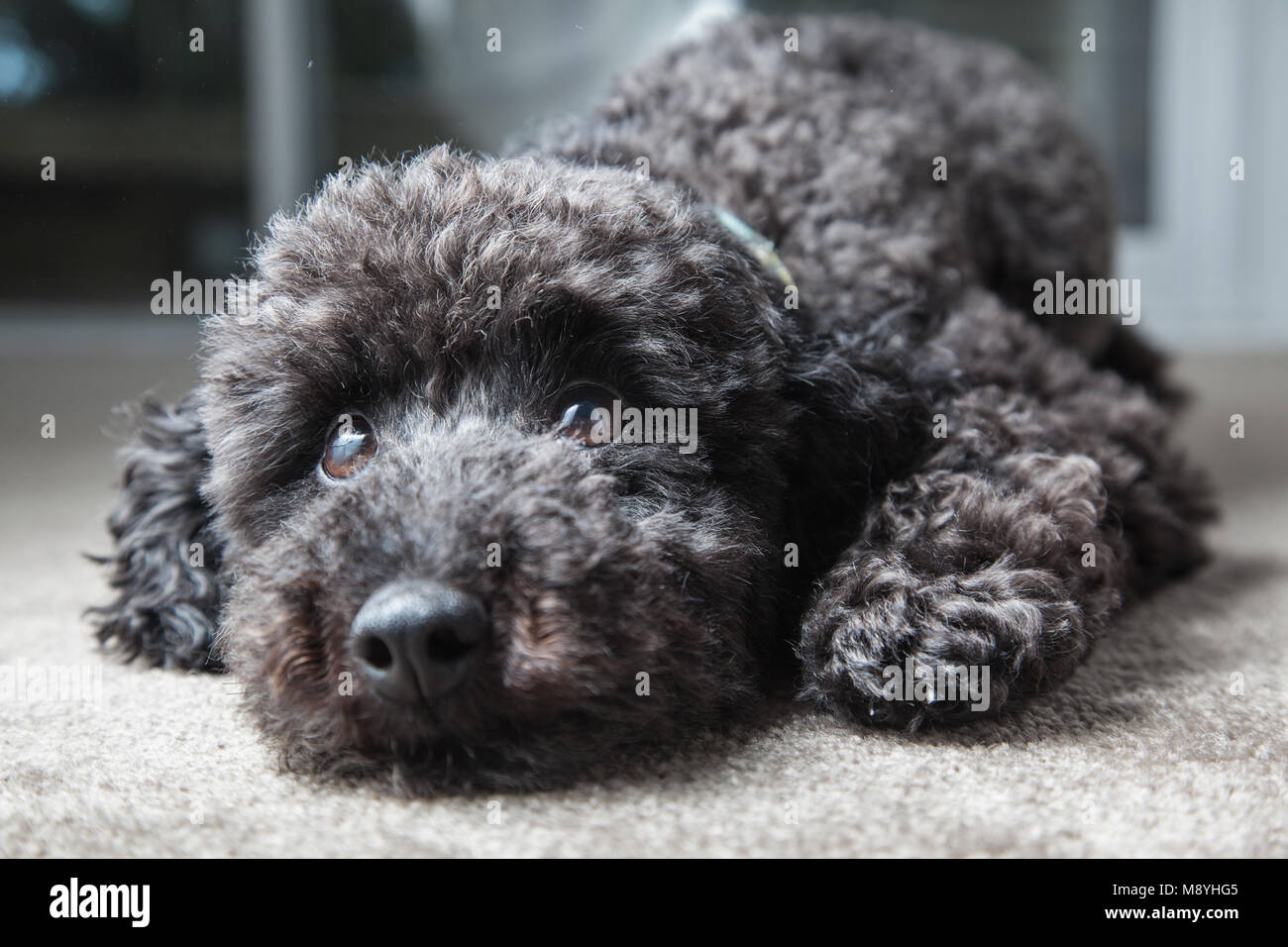 Un grande Makeover per un cane liberato Foto Stock