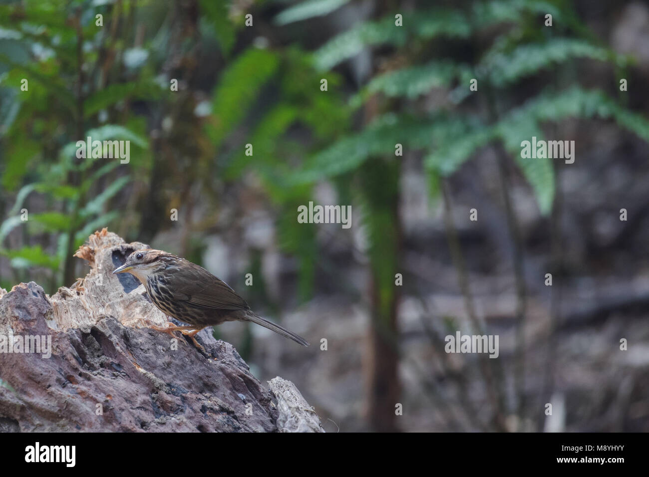 Pellorneum ruficeps Foto Stock
