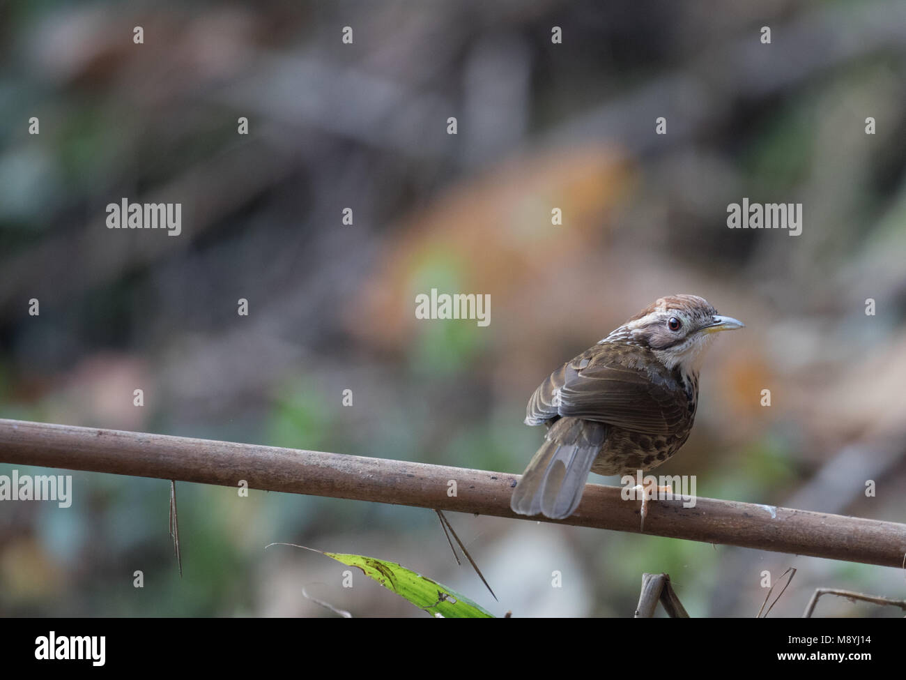 Pellorneum ruficeps Foto Stock