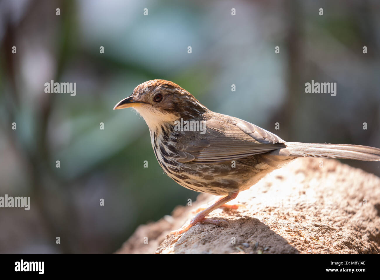 Pellorneum ruficeps Foto Stock