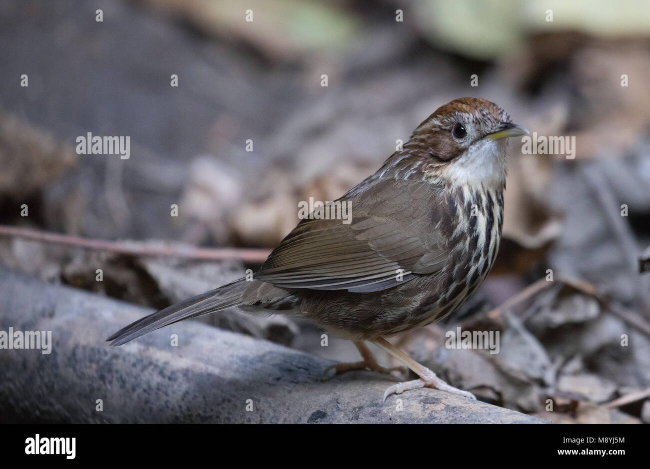 Pellorneum ruficeps Foto Stock