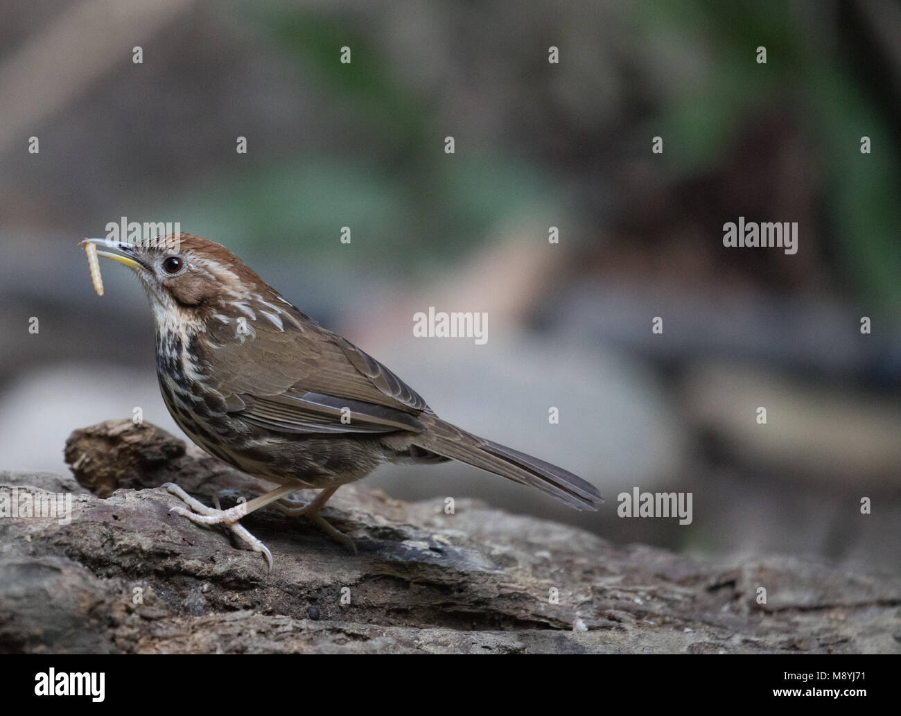 Pellorneum ruficeps Foto Stock