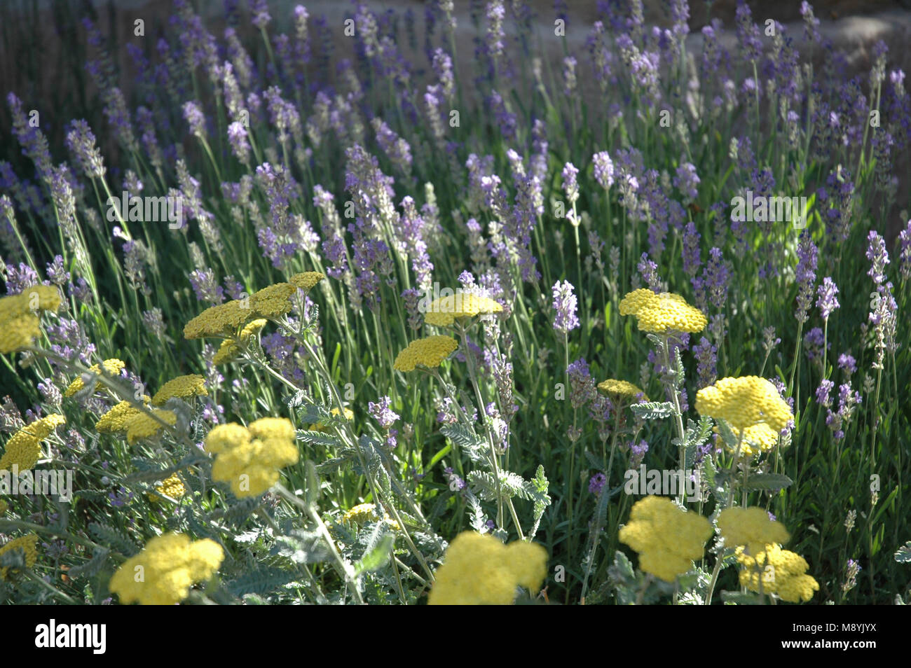 Yarrow e lavanda sono benefiche compagno di piante in Ann giardino di erbe aromatiche che attirare impollinatori come api. Foto Stock