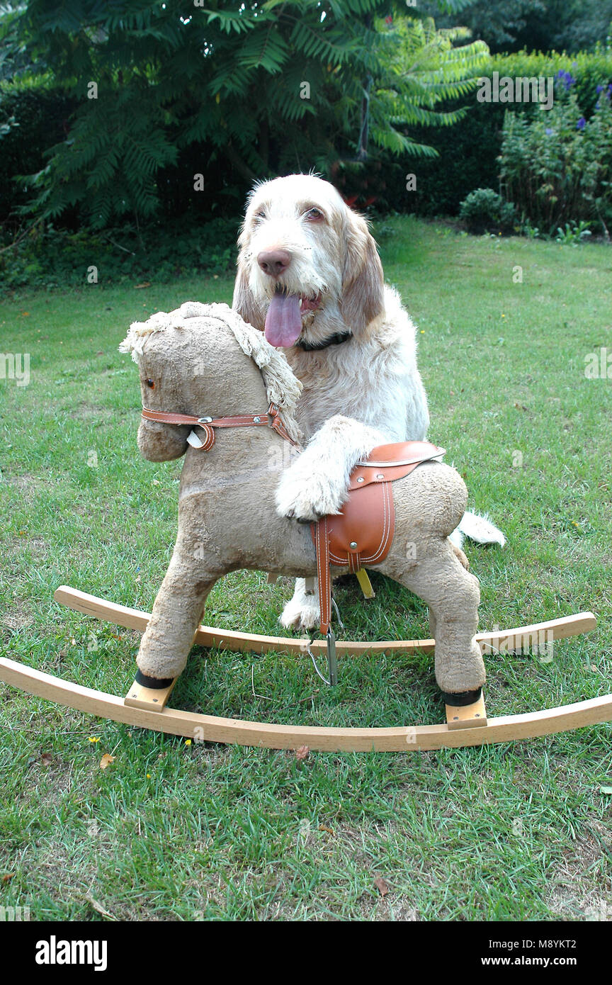 Cane Spinone si siede dietro un cavallo a dondolo. Foto Stock