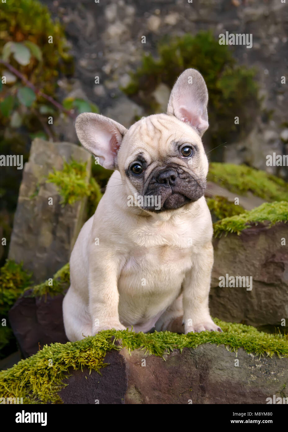 Carino otto settimane vecchio bulldog francese cucciolo, un fedelmente e cucciolo-eyed fawn colorato cane femmina seduto su un mucchio di moss-coperta di pietre Foto Stock