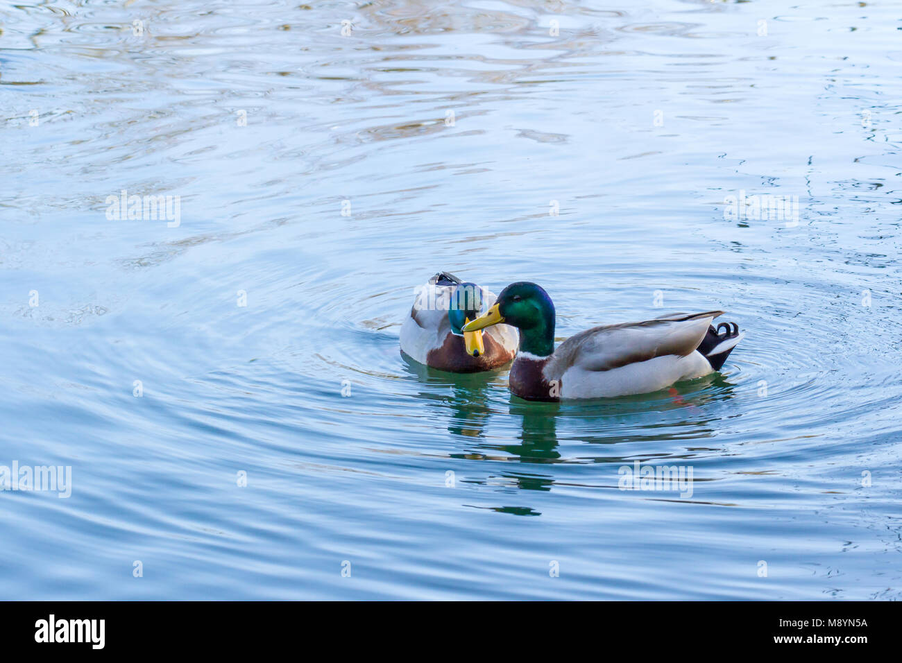 Due le anatre domestiche (Anas platyrhynchos), piscina su un lago, Dorset, Regno Unito Foto Stock