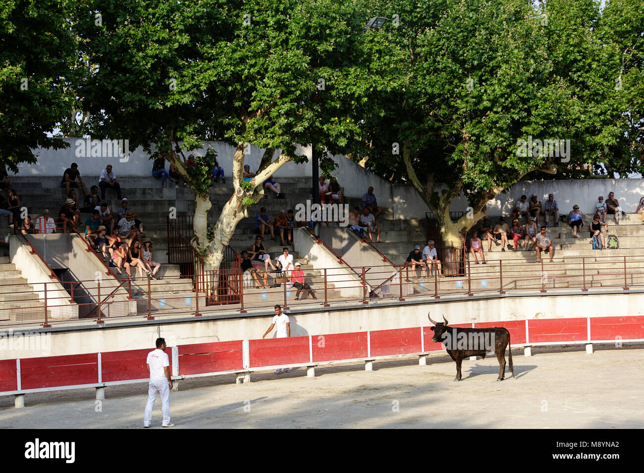 Scena di una corrida in arena di Bellegarde, Provenza, Francia Foto Stock