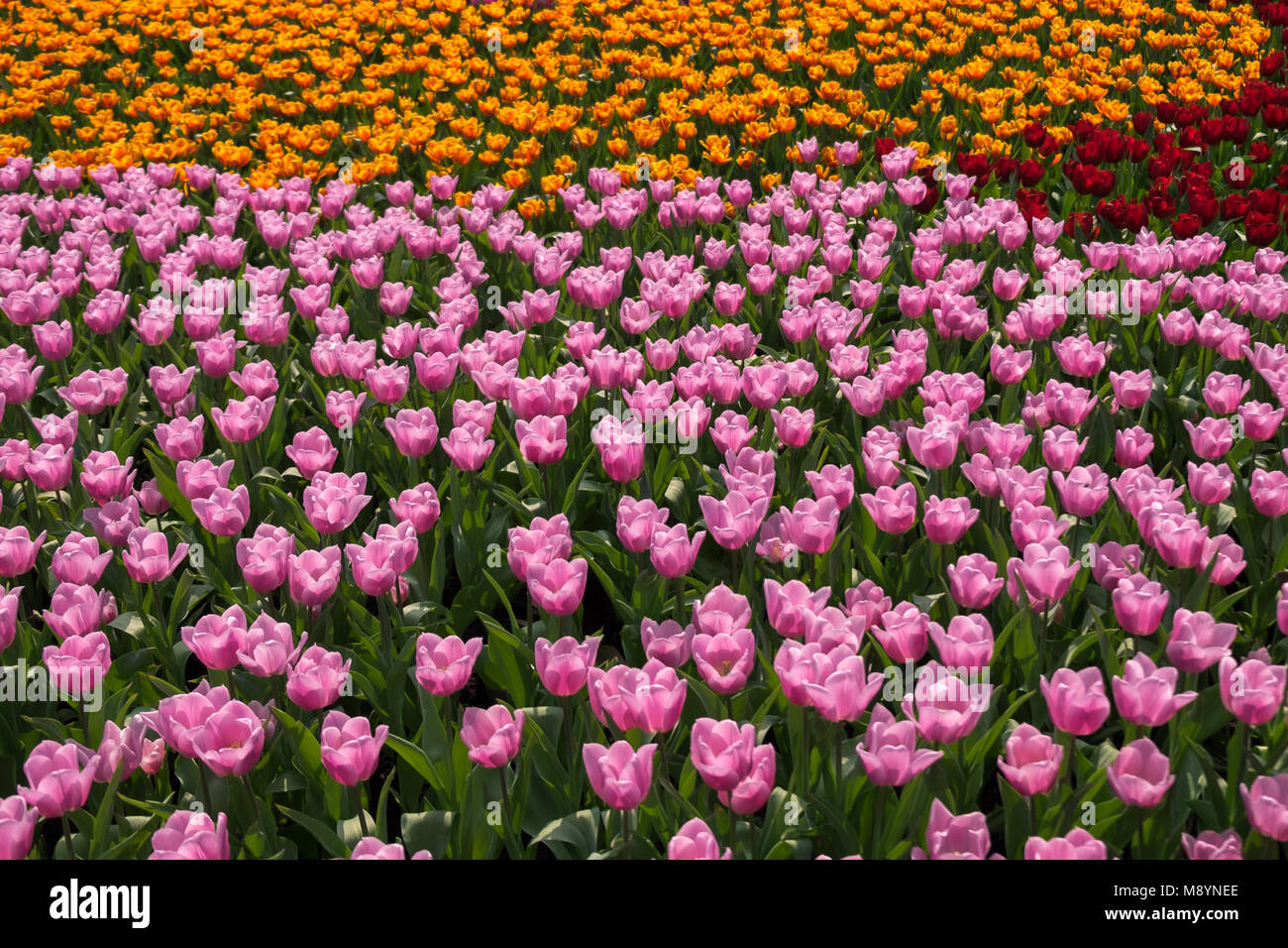 Un aiuola di fiori di rosa, giallo e rosso tulipani nel parco pubblico alla giornata di sole. Primavera Pasqua concetto. Foto Stock