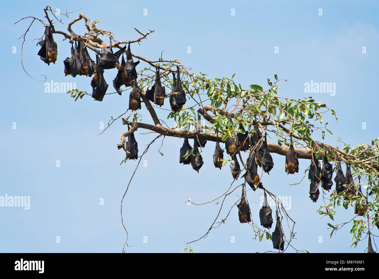 Un gruppo di colonie di Megabats o pipistrelli della frutta (Pteropodidae) a roost sono ' appollaiati addormentato in un albero in Sri Lanka in una giornata di sole. Foto Stock