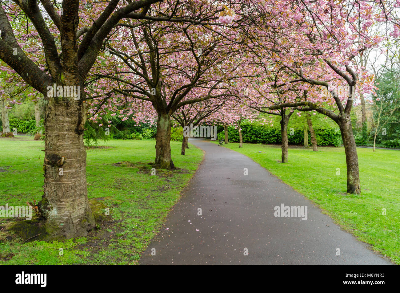 Un viale di alberi di ciliegio in fiore primavera a Saltwell Park, Gateshead Foto Stock