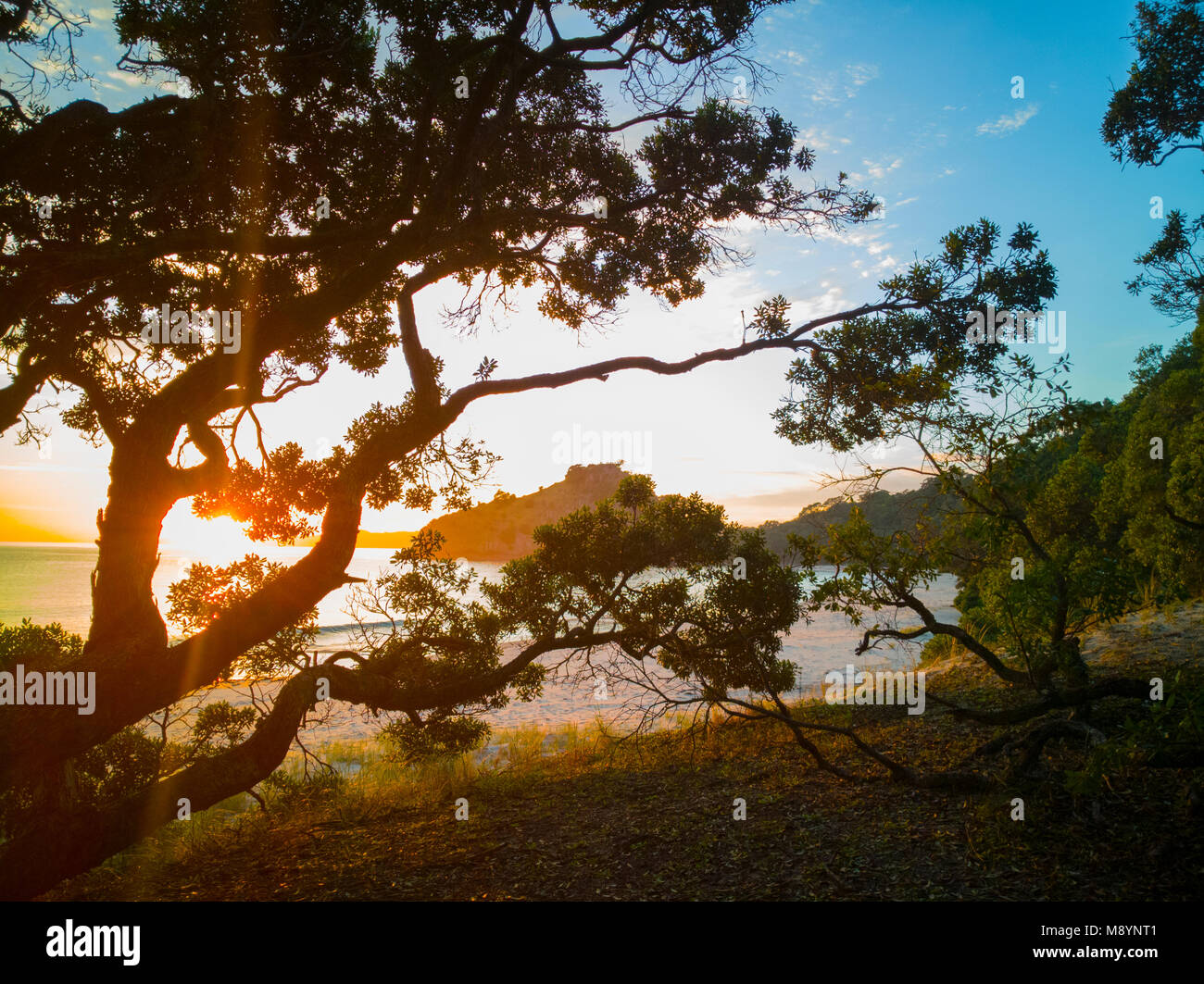 Scenic sunrise attraverso Pohutukawa alberi a New Chums Beach, Penisola di Coromandel, Nuova Zelanda Foto Stock