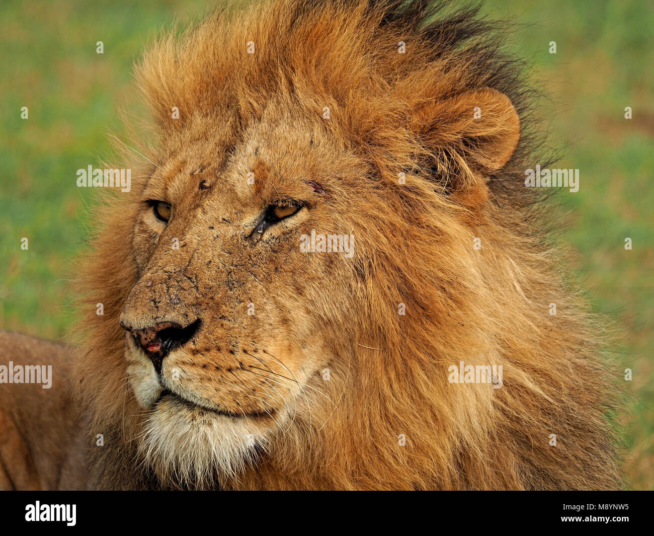 Maschio imperioso Lion (Panthera leo) con tawny mane a guardare fuori oltre il Masai Mara Conservancy terra, Kenya, Africa Foto Stock