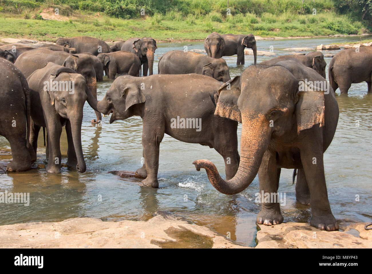 Il governo dello Sri Lanka elefanti dal Pinnawala l'Orfanotrofio degli Elefanti balneazione nel fiume nelle vicinanze. Foto Stock