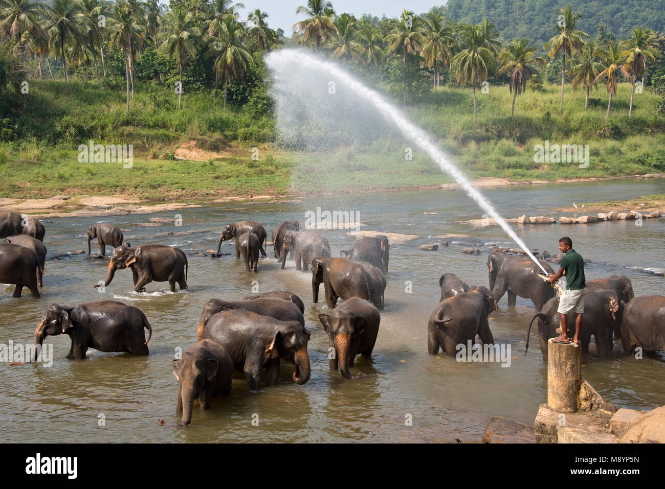 Il governo dello Sri Lanka elefanti dal Pinnawala l'Orfanotrofio degli Elefanti balneazione nel fiume mentre viene spruzzata con acqua.. Foto Stock