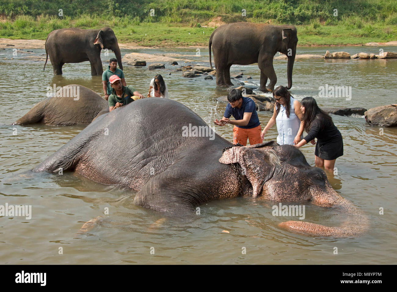 Il governo dello Sri Lanka elefanti dal Pinnawala l'Orfanotrofio degli Elefanti il bagno nel fiume con i turisti di pagare al loro lavaggio.. Foto Stock