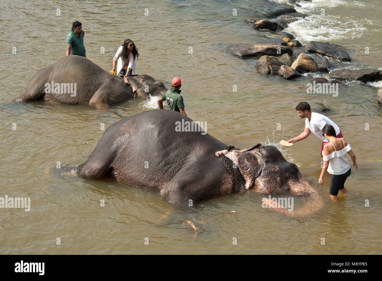 Il governo dello Sri Lanka elefanti dal Pinnawala l'Orfanotrofio degli Elefanti il bagno nel fiume con i turisti di pagare al loro lavaggio.. Foto Stock