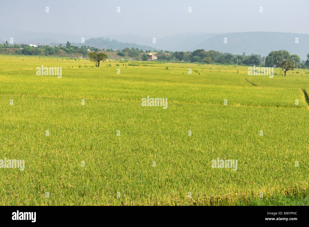 Agricoltura indiano terra verde con vista sullo sfondo. Foto Stock